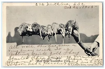 1905 New York Zoological Park Exterior Opposums Animal Vintage Antique Postcard • $29.95