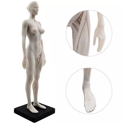 30cm Female Anatomy Figure Anatomical Model Artist Drawing Manikin Mannequin • $29.99