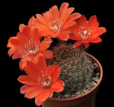 Cactus - Aylostera Brunescens - 150 Seeds • £8.75