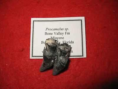 Miocene Bone Valley Fm Procamelus Early Camel Llama Tooth Fossil Florida (C) • £10