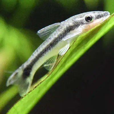 Otocinclus Algae Eater Live Fish • $6.99