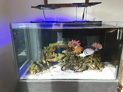 Marine Fish Tankfull Set Up. • £350