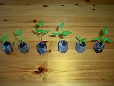 £15 • Buy Chilli Plug Plants X 5 - Dorset Naga - Carolina Reaper - Trinidad Scorpion