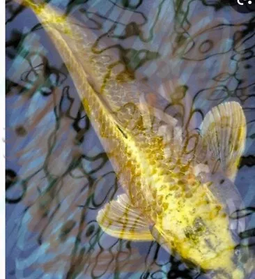 £215 • Buy 20  Koi Carp Pond Fish -Weybride Area