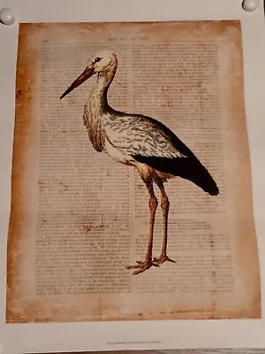 Fine Art Poster Stork Antiquarian Birds Old World Prints Vision Studio Steampunk • $14.99