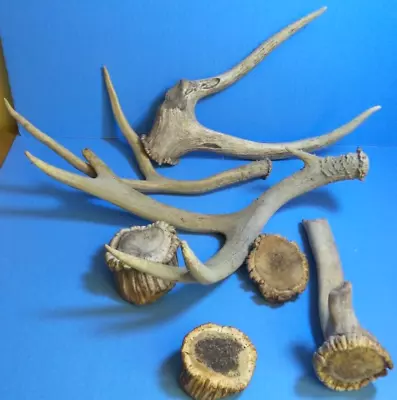 6LBS Of MISCELLANEOUS ELK ANTLERS • $49.95