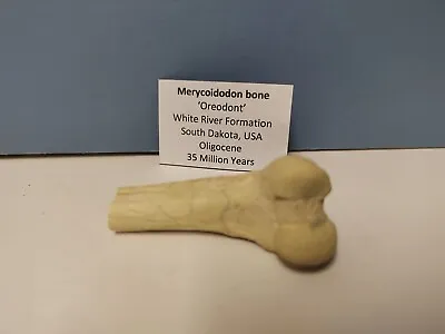 Oreodont Fossil Bone • £12