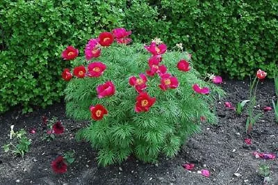  Paeonia Tenuifolia  Bright Pink Peony Flower Seeds Pink Fernleaf Peony Shrub • £4.85