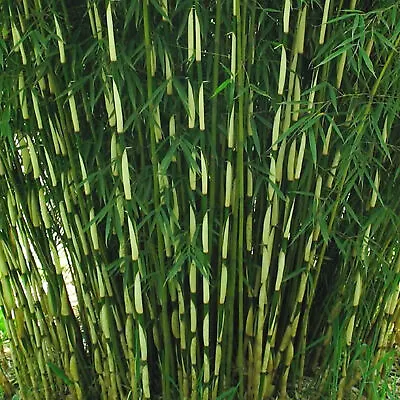 Umbrella Bamboo - Fargesia Robusta Pingwu | Ornamental Garden Plant- 14cm Pot • £19.99