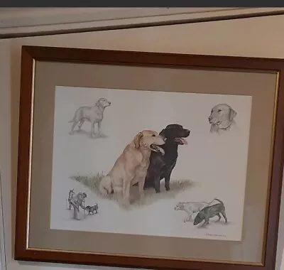 £50 • Buy Original Labrador Drawings By Nigel Hemming, Signed. 50% Half Sale Price Today 