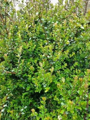 £24 • Buy 10 Lonicera Nitida Hedging Box Honeysuckle Tree Plants 40cm Tall 