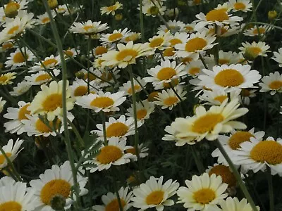 Anthemis 'Susanna Mitchell' Or 'Blomit' 9cm Pot Daisy Like Cream Yellow Flowers • £3.99