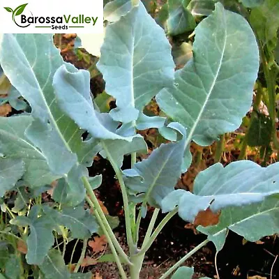 BROCCOLI SPIGARIELLO SMOOTH 100 Vegetables Seeds Leaf Broccoli High Yields • $4.15