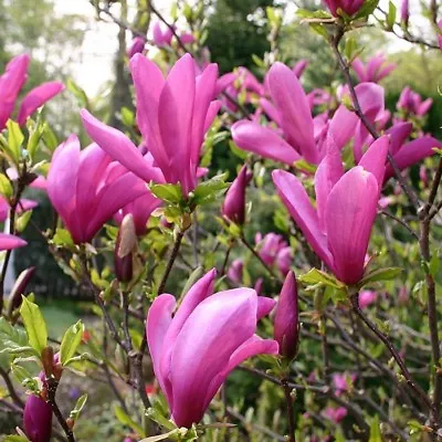 Magnolia 'Susan' Beautiful Flowering Tree Peat Free 3Ltr 100-125cm • £39.99