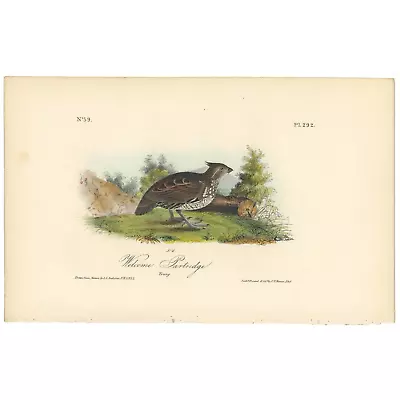 Audubon Birds Octavo 1st Ed 1840 H/c Lithograph Pl 292 Welcome Partridge • $75