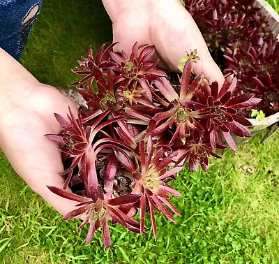 2xSempervivum Terra-cotta Baby | Hens & Chicks | Hardy Evergreen Succulent Plant • £3.50