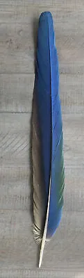 Hybrid Harley Gold Macaw Feathers Tail 16” Peyote Craft Fishing • $25