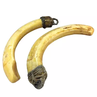 2 Carved BOAR PIG TOOTH SOLID FANG Pendant Talisman Magic Thai Amulet Holy Power • $49.97