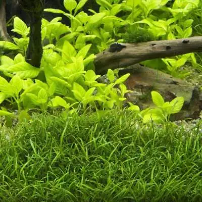 Lilaeopsis Brasiliensis - 1 Bunch-Oxygenating Tropical Water Aquarium Live Pl... • £4.54