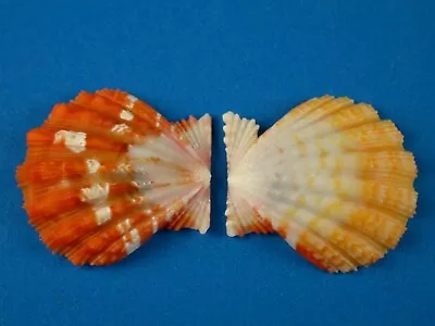 Pecten Langfordi Sunrise Shell Jewelry Hawaii Shell • $31