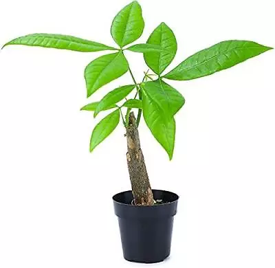 Live Money Tree Plant Pachira Aquatica Money Tree Feng Shui Money Tree Pachira • $21.59