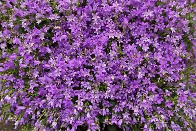 Campanula Garganica 70 Seeds Adriatic Bellflower • £2.99