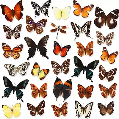 30 Pcs Taxidermy Butterfly Real Butterfly Specimen Artwork Material Decor Natura • $57.99