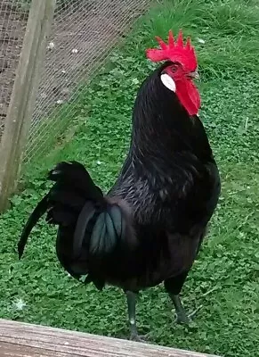 £12 • Buy 6 Castellana LF HATCHING EGGS   INCUBATION