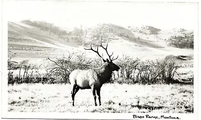 Vintage Old 1940 Photo Of Beautiful Elk With Antlers On Bison Range In Montana  • $12.50