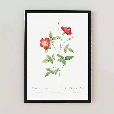 £6.99 • Buy Vintage Botanical Flower Illustration Antique Retro A4 Home Decor Wall Art Print
