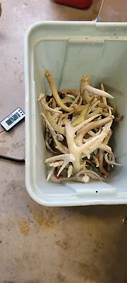 Lot Of 12lbs 3oz All Sizes Whitetail  Mule Deer Sheds C Grade Antlers • $20