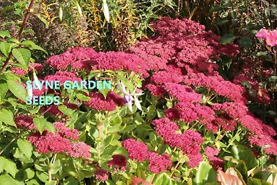 Fast Dispatch Sedum Seeds  Pink Flowering Autumn Joy Perennial Slyne Garden • £3.49