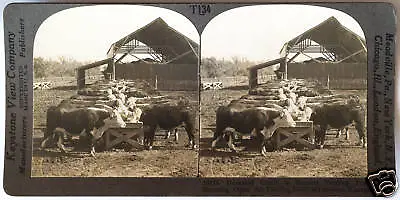 Keystone Stereoview Hereford Cattle & Feeding Pens Kansas From T600 Set #T134 • $1.99