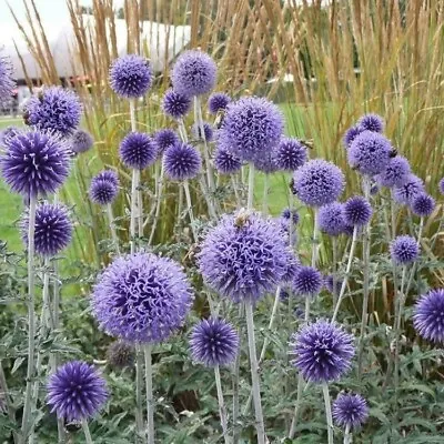 £5.20 • Buy 6 Echinops Platinum Blue Globe Thistle Hardy Herbaceous Perennial   Plug Plants