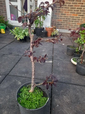 £18 • Buy Pre-bonsai Tree, Purple Hazel, About 5 Years Old
