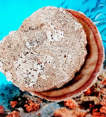 $31 • Buy 2 Pc Giant California Purple Rock Scallop Natural Sea Shell Aquarium Ocean Decor
