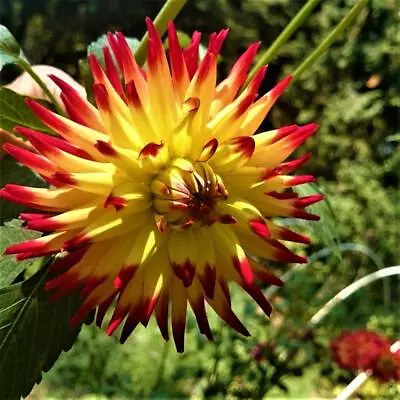Dahlia Cactus 15 Seeds -Great Variety Big BloomsIntensive ColoursVersatile • £2.59