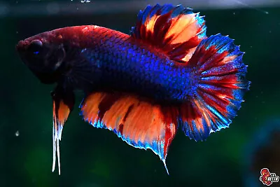 Live Betta Fish Crowntail Blue Emerald Male Hmpk #F536 Thailand Seller • $13.50