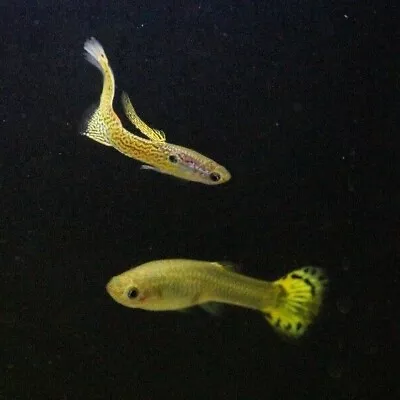 Guppies - Assorted Fancy Aka Mutt Guppies • $3.39