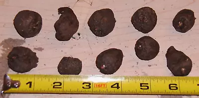 Ten (10) Amorphophallus Konjac  Nightstick  Bulbils Tuber Corm Voodoo Lily Bulb • $22.50