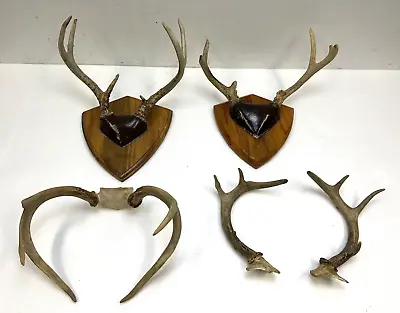 Vintage Deer Antler Lot Wall Mount Decor Cabin Art Whitetail Plaque Panel Real 4 • $69.99