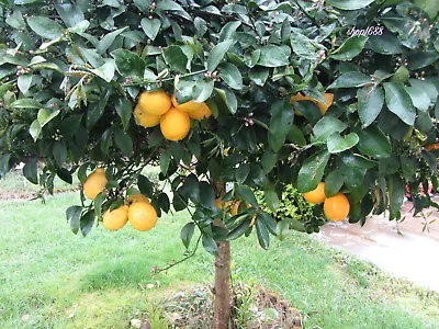 Meyer Lemon (5 Seeds) Edible Fruit - Organic - Fresh - From A Very Old Tree • $4.99