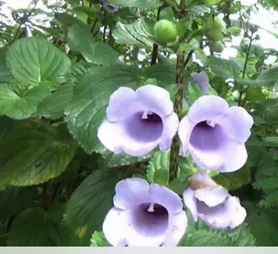 Achimenes  Gloxinia Perenis 1 Rhizomes • £5.50