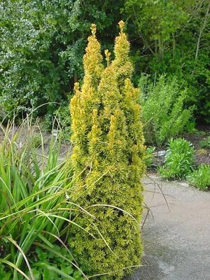  Taxus Baccata David Dense Yew Tree Supplied In 3 L Pot 60 Cm H • £19.50