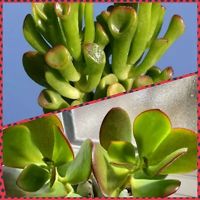 £6.99 • Buy Indoor Plants Succulents Mix Spider Jade Money Gollum And Ovata, Tradescantia