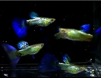 Live Aquarium Guppy Fish Galaxy Blue Black Collection Show Grade Guppy- In USA • $45