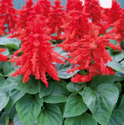 Salvia Splendens Vista Red  12 Plug Plants | Bedding Plants Pots Baskets • £10.99