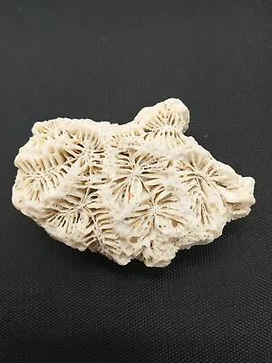  Coral Fossil Rose Ocean Shell  White Brain Ocean Specimen 2.5 In  • $8