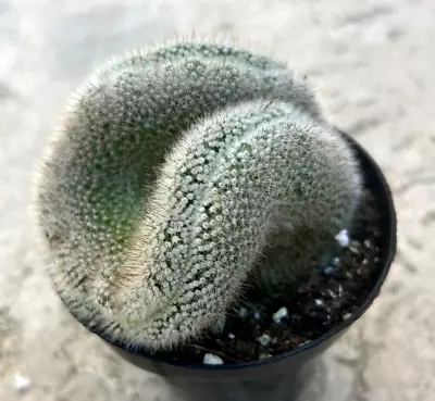 Mammillaria Crested 'Red Cap' Comes In A 3.5  Pot • $19.96