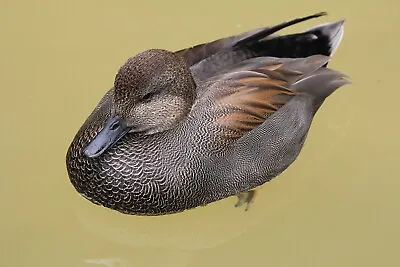 Gadwall Taxidermy / Decoy Carving Reference Photo Cd • $14.95